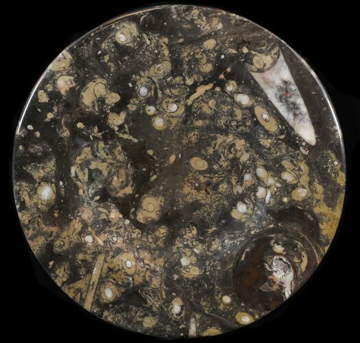 Fossil Orthoceras & Goniatite Plate - Stoneware #40528